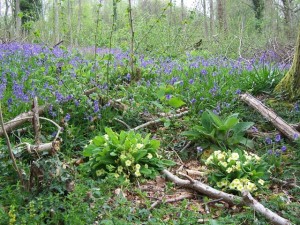 spring flowers & new coppice shoots