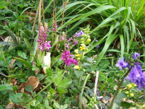 early purple orchid, yellow archangel