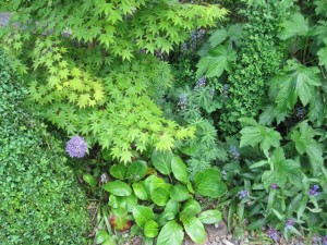 perennial foliage