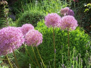 Allium Globe Master Allium Globe Master