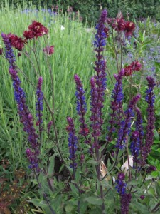 salvia and aquilegia