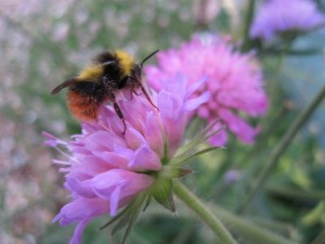 knautia