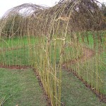 living willow