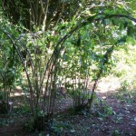 living hazel arches