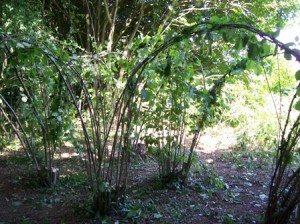 living hazel arches