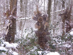 snow in the woods