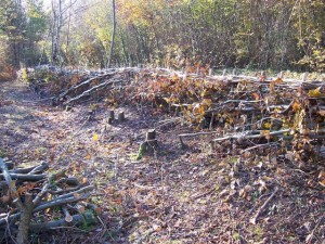 hedge laying year 2