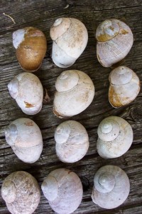 woodland snails