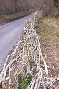 first years hedge laying