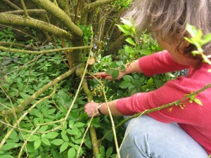 client rejuvenating Forsythia