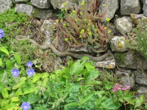 Natrix natrix