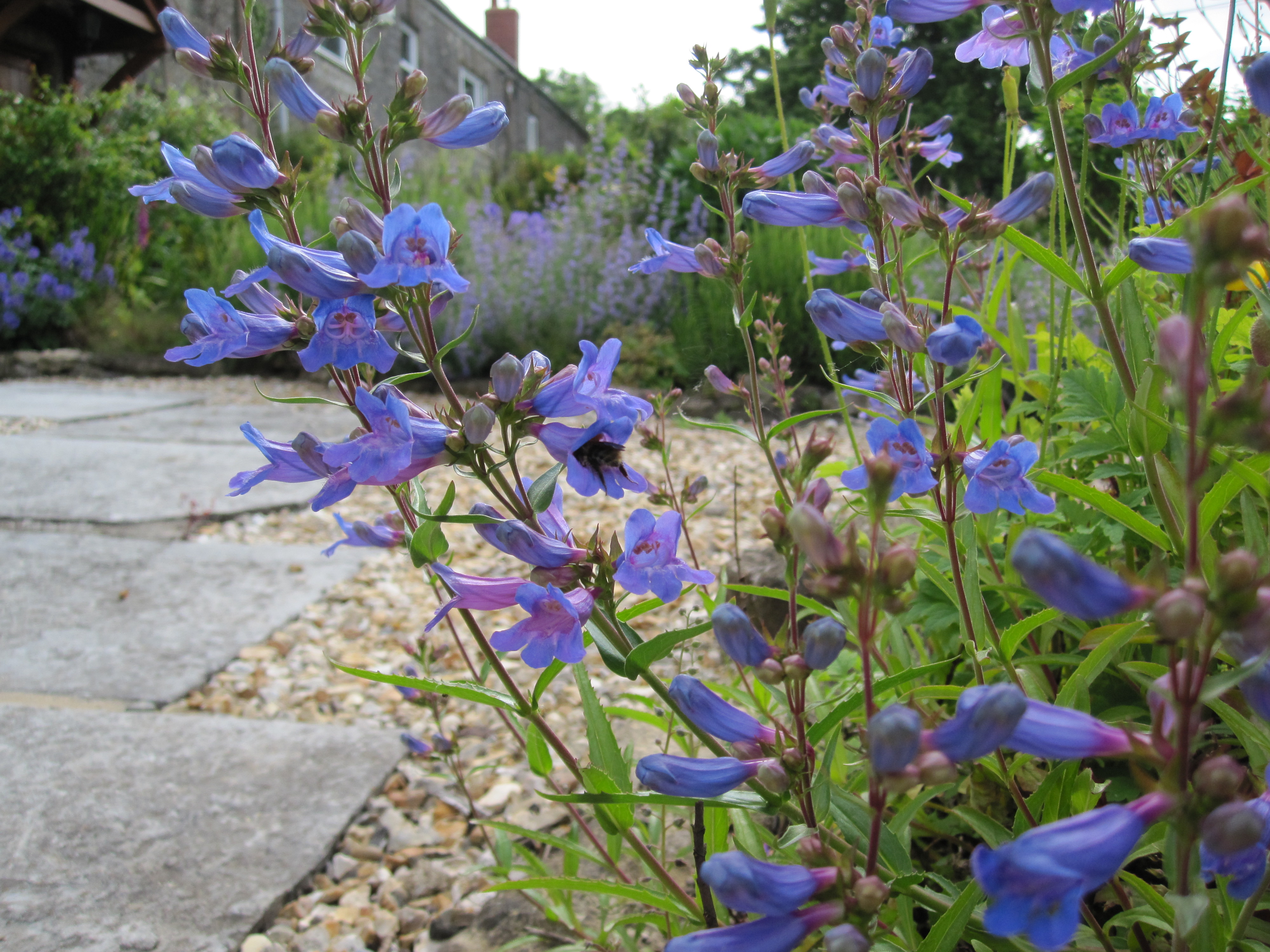 Penstemon heavenly blue angela morley garden design